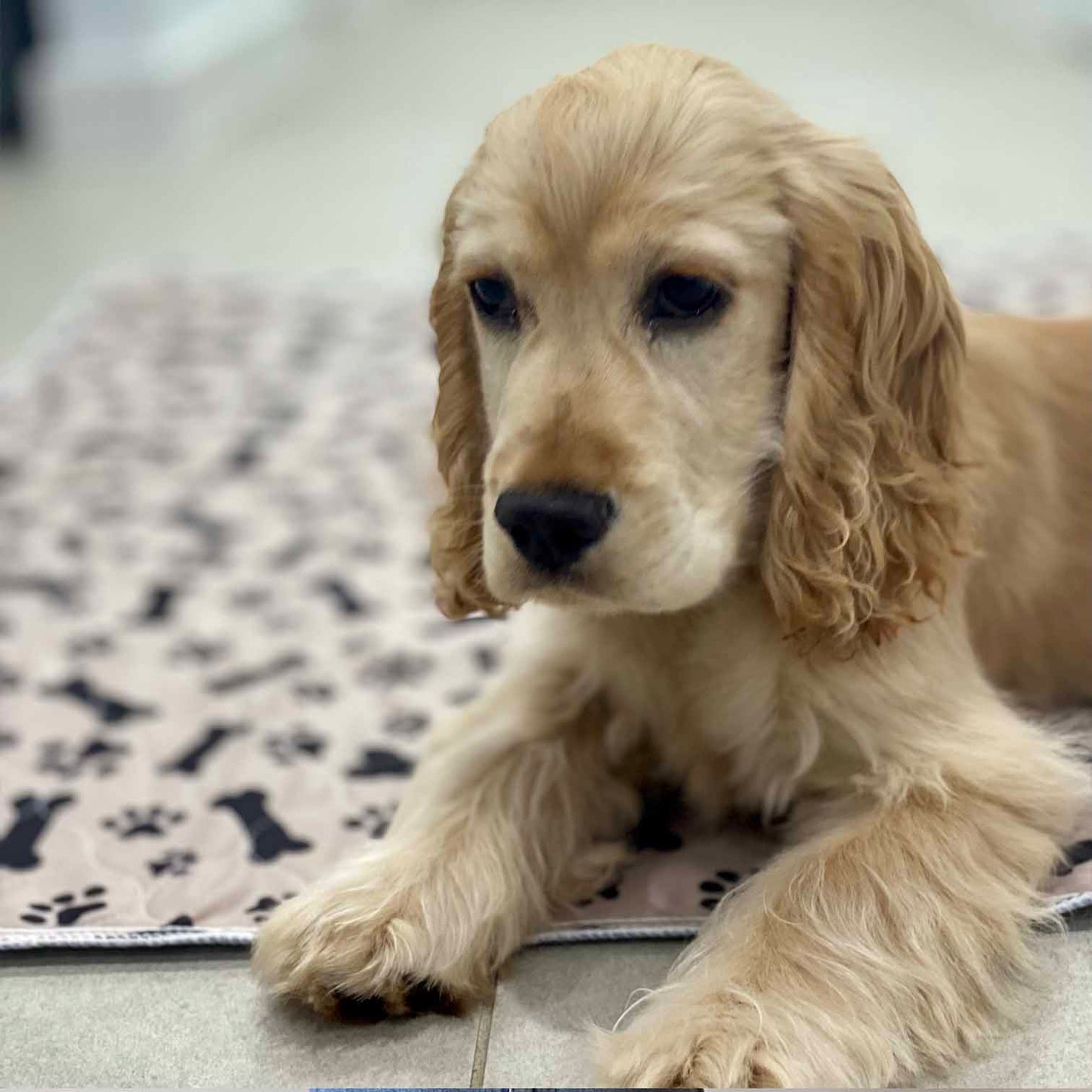 🐶😸Hot Sale-49% OFF🔥Premium Reusable Super Absorbent Puppy Pad🐾 (Kitten & Other Pets)