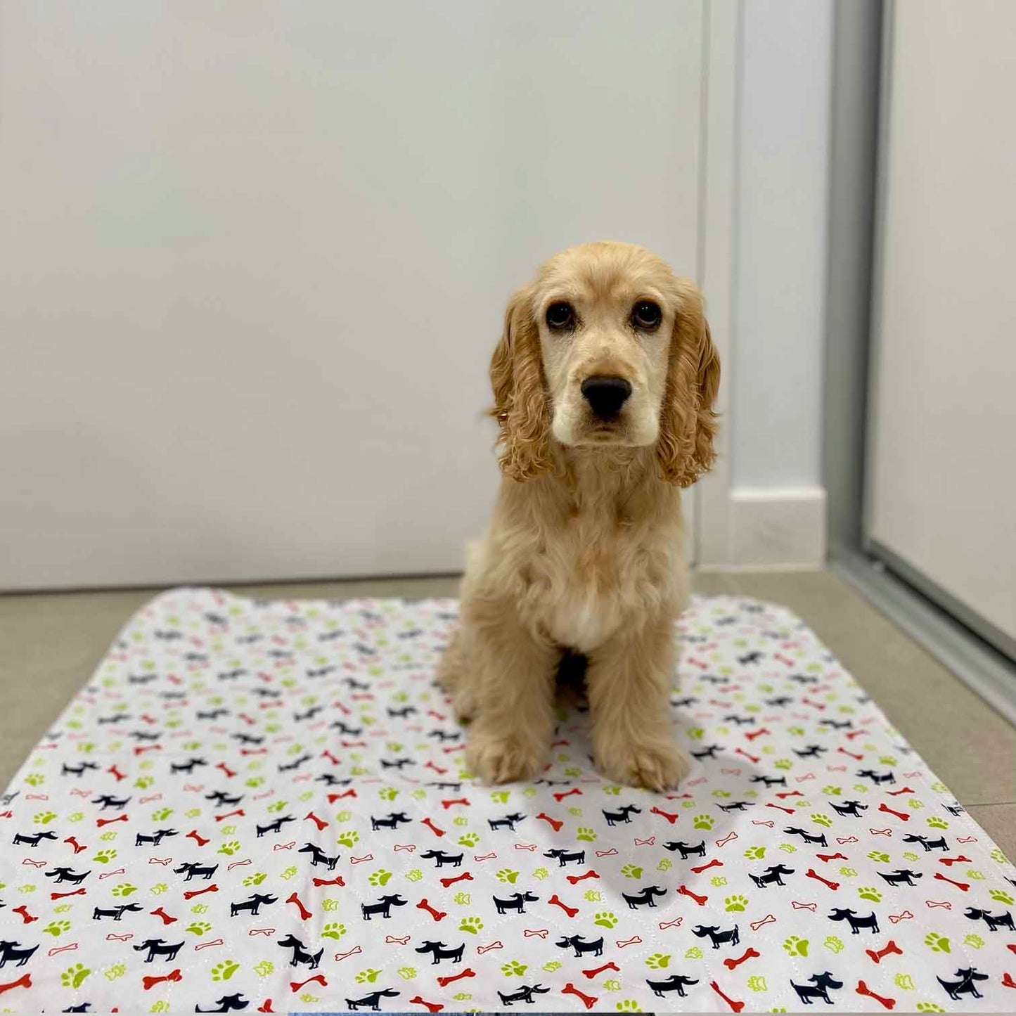 🐶😸Hot Sale-49% OFF🔥Premium Reusable Super Absorbent Puppy Pad🐾 (Kitten & Other Pets)