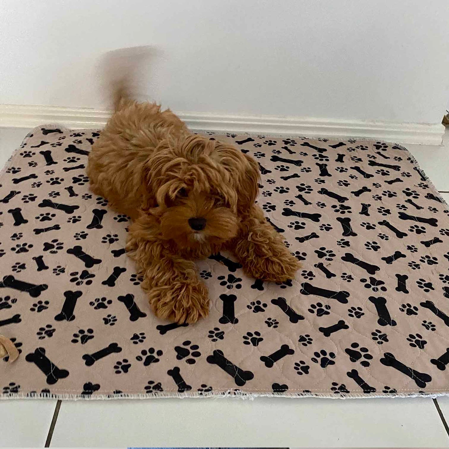 🐶😸Hot Sale-49% OFF🔥Premium Reusable Super Absorbent Puppy Pad🐾 (Kitten & Other Pets)